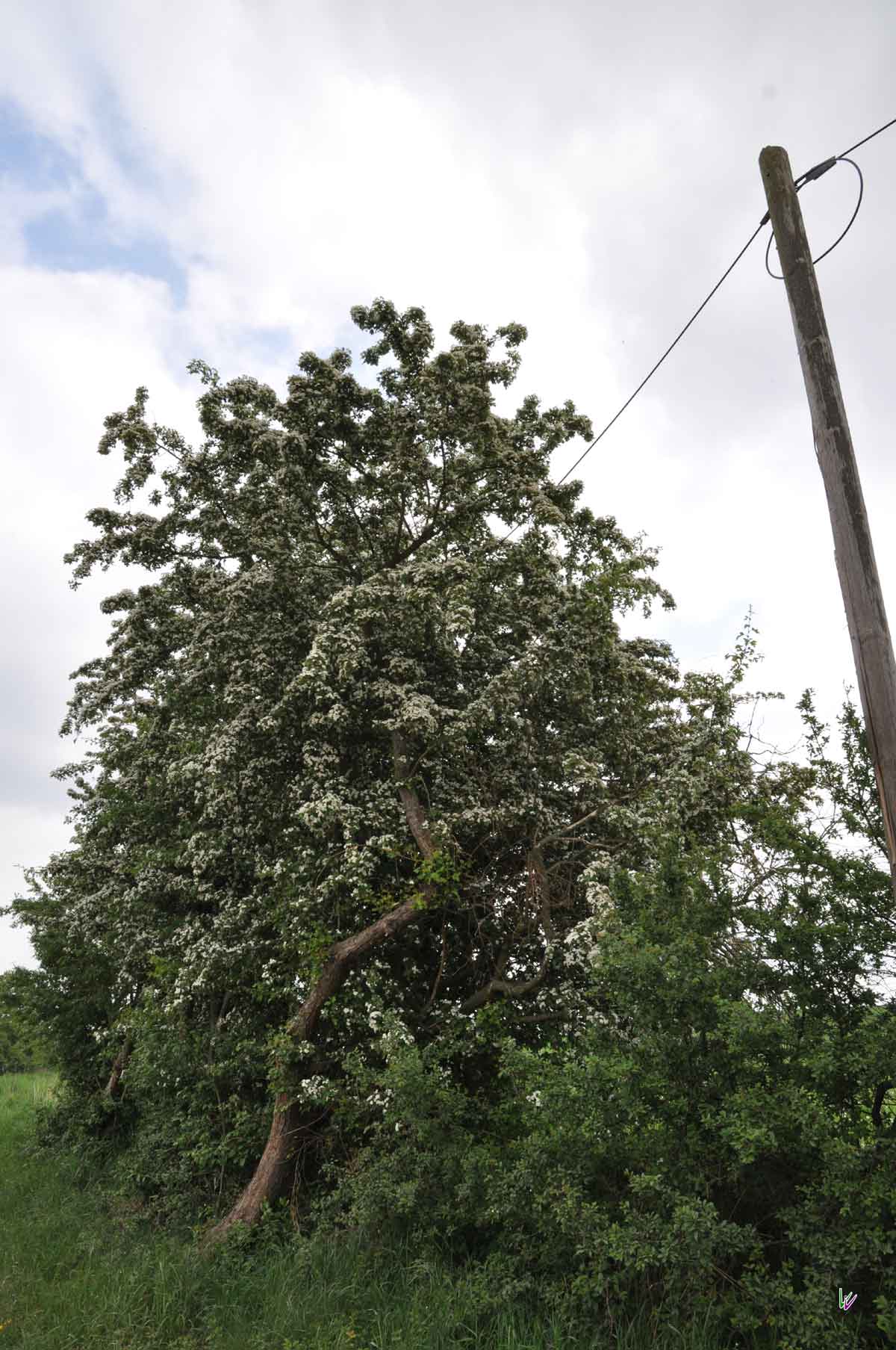 Feldweg in der Uckermark