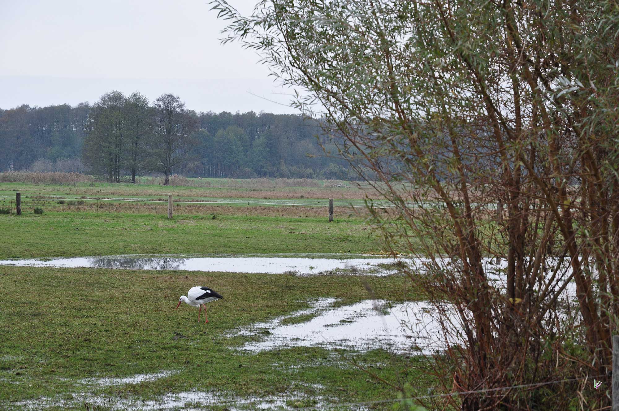 storch im herbstlichen körzin