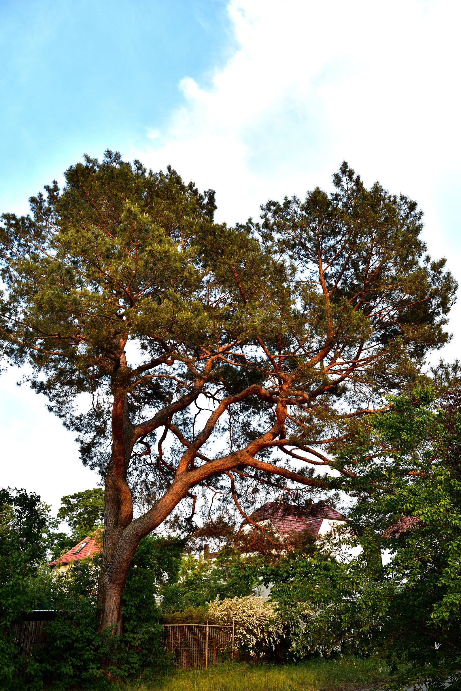 freistehende Waldkiefer