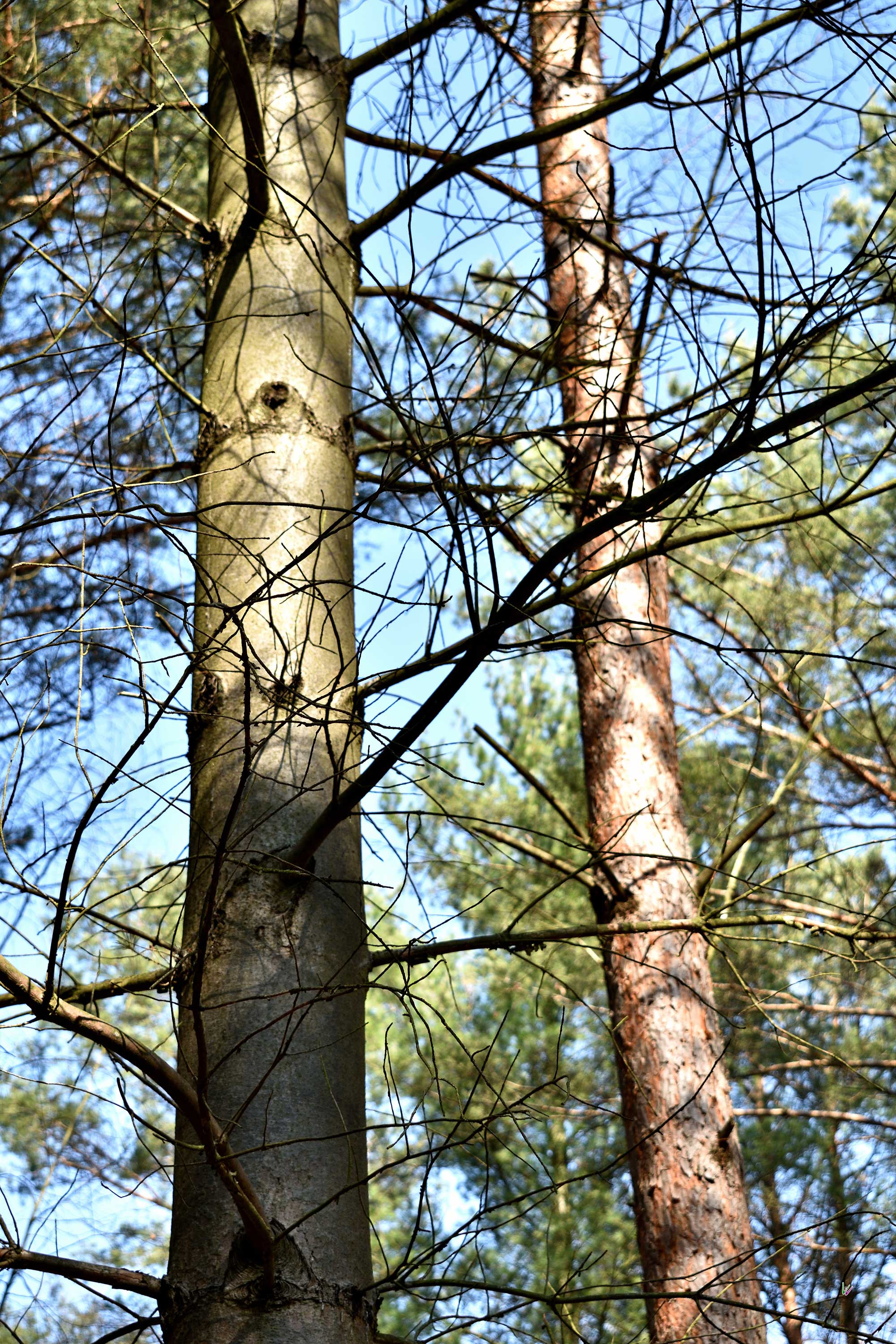 Kiefern in der Genshagener Heide zwei Kiefernarten