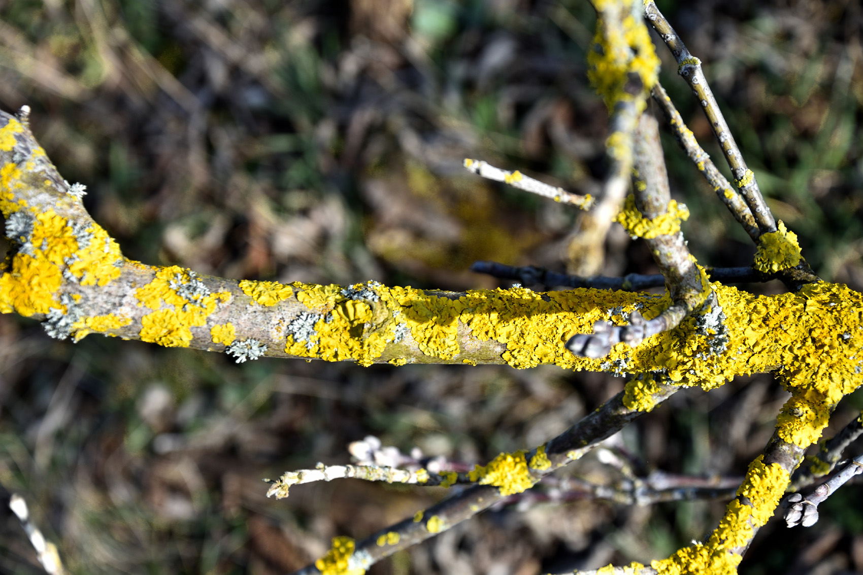 Flechte am Baum