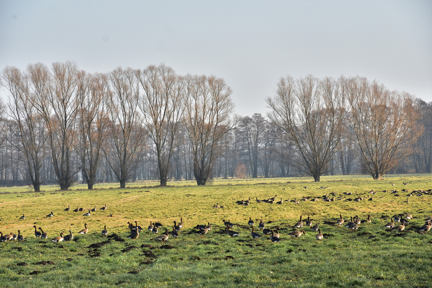 Vogelzug am Naturlehrpfad Netzen