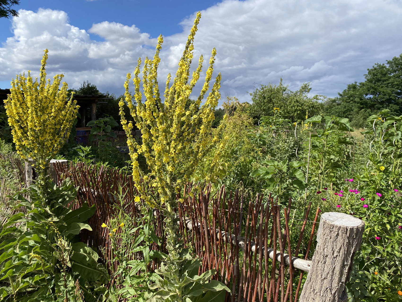 Kräutergarten Aussengelände Blumberger Mühle