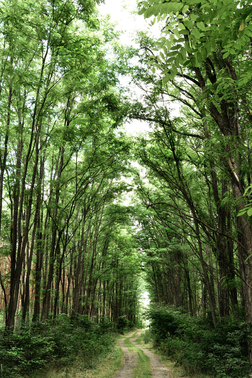 Waldweg Kossenblatt