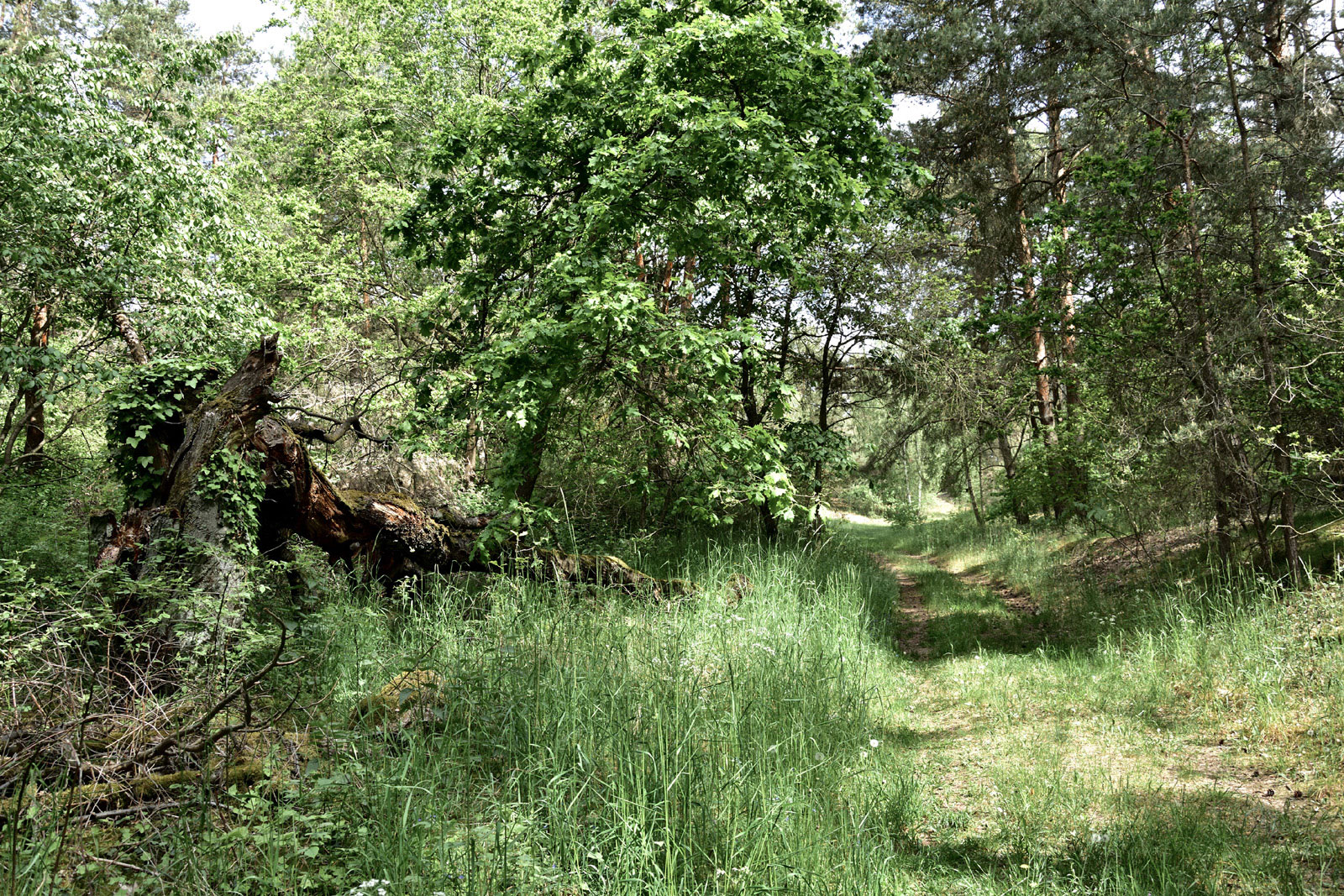 Naturschutzgebiet Gollenberg