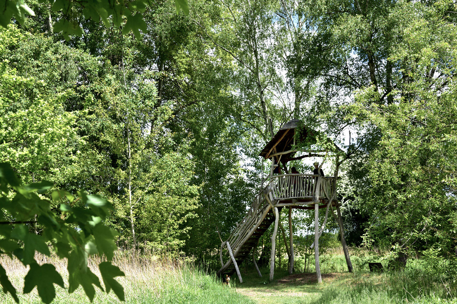 Aussichtsturm mit Blick auf den grünen Waldwichtelpfad