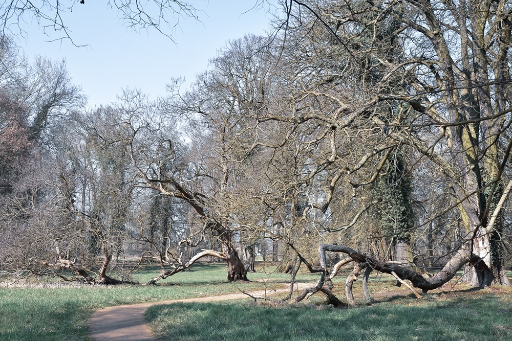 krumme Bäume im Lenné Park